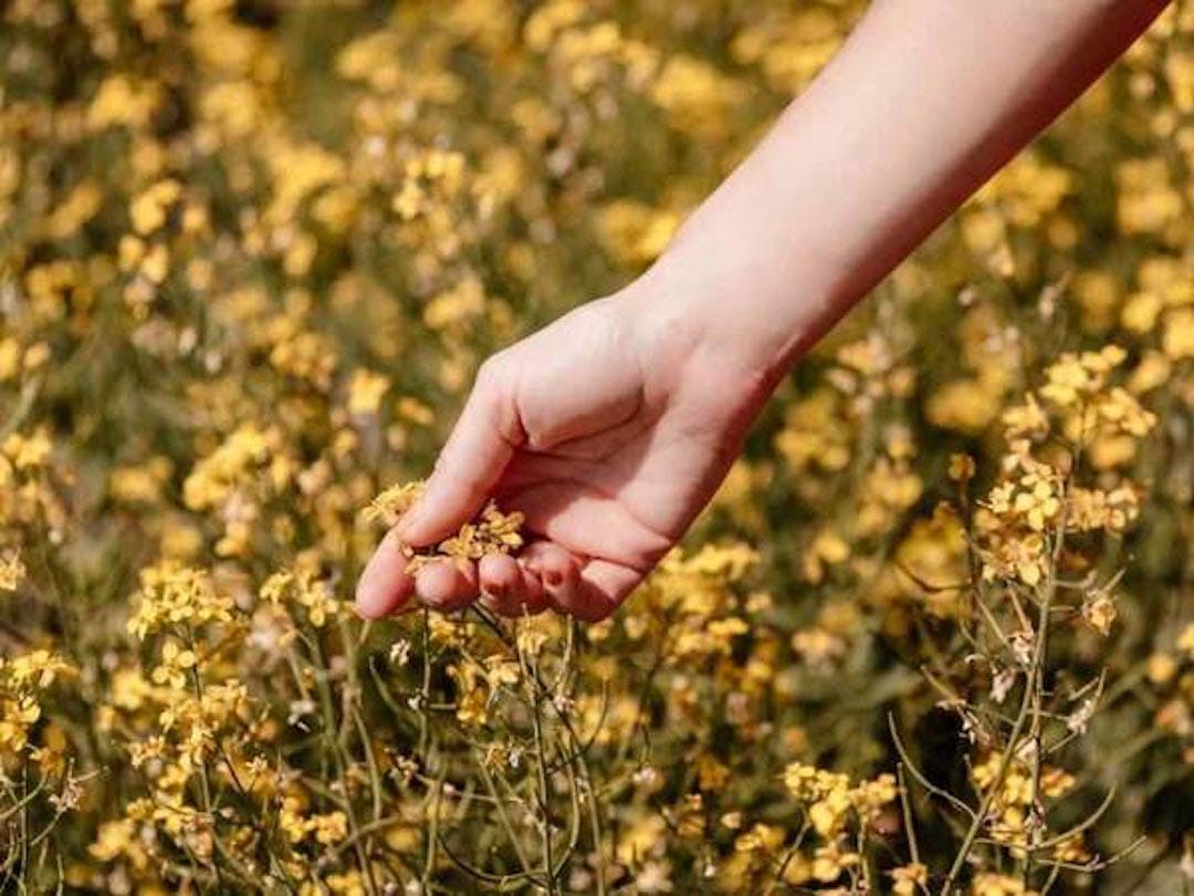 Plantes pour le bien-être